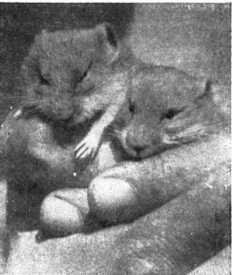 По следам снежного человека - i_032.jpg