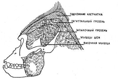 По следам снежного человека - i_046.jpg