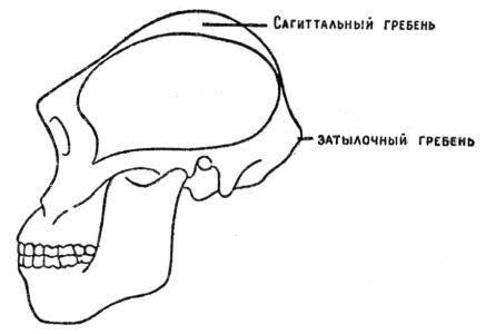 По следам снежного человека - i_047.jpg