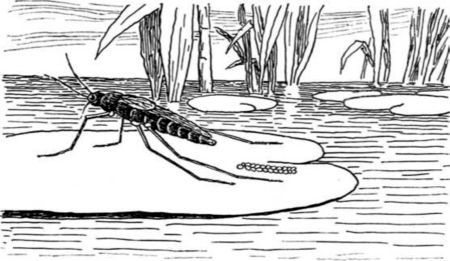 Приключения мальчика меньше пальчика<br />Из жизни насекомых - i_013.jpg