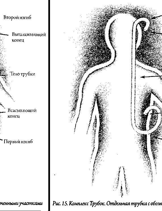 Энергетическая анатомия. Руководство к пониманию и использованию Энергетической Системы Человека - _17.jpg