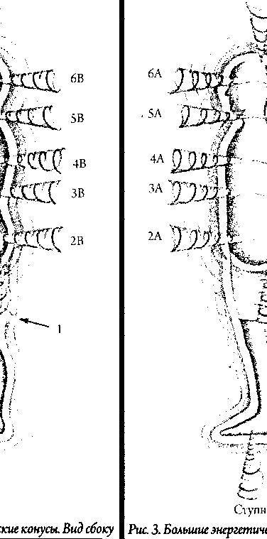 Энергетическая анатомия. Руководство к пониманию и использованию Энергетической Системы Человека - _6.jpg