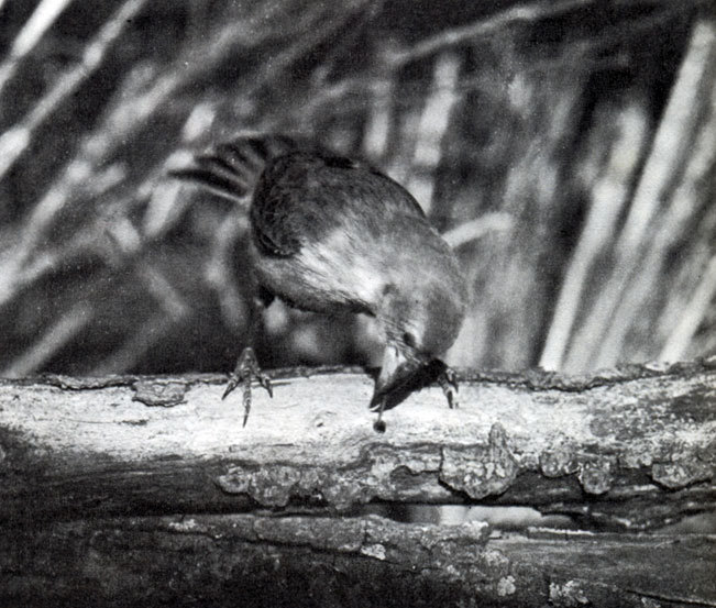 В стране драконов и сказочных птиц - _52.jpg