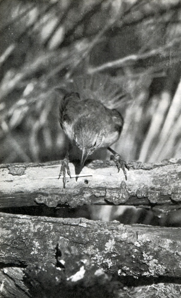 В стране драконов и сказочных птиц - _53.jpg