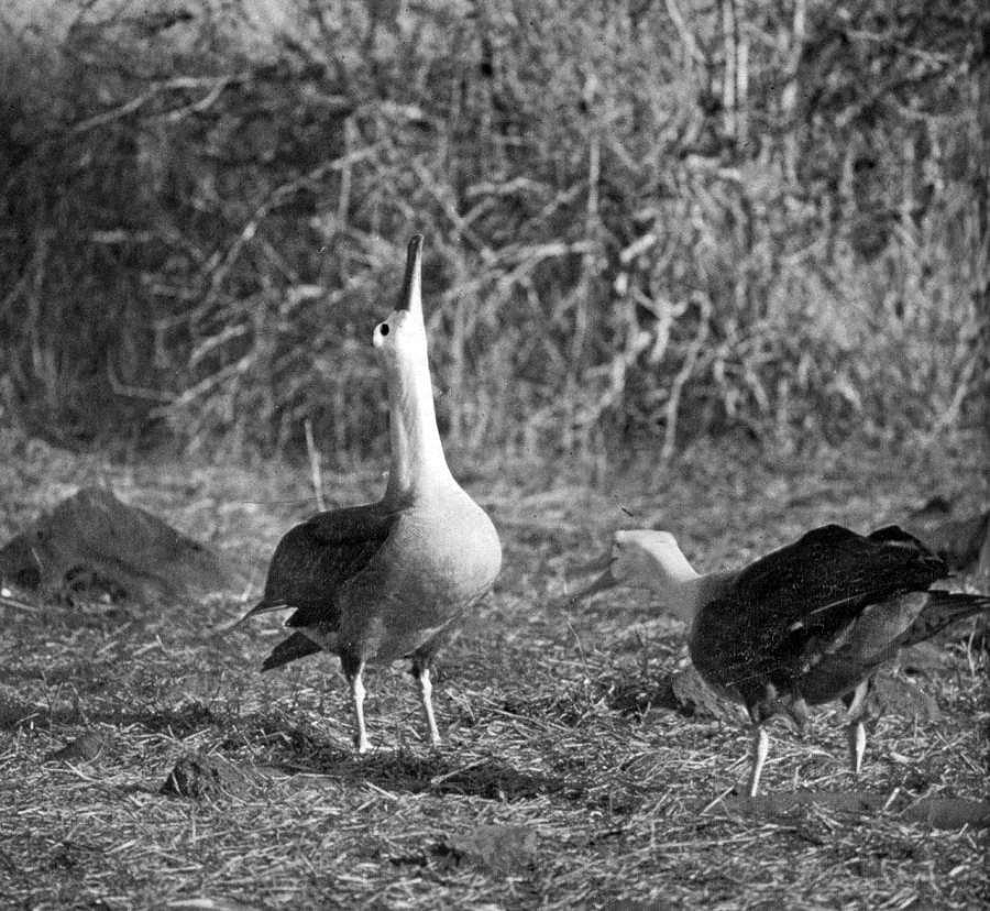 В стране драконов и сказочных птиц - _56.jpg