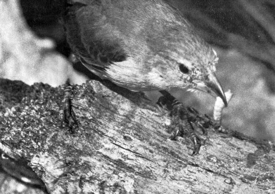 В стране драконов и сказочных птиц - _55.jpg