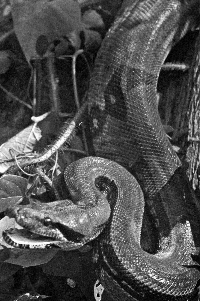 В стране драконов и сказочных птиц - _84.jpg