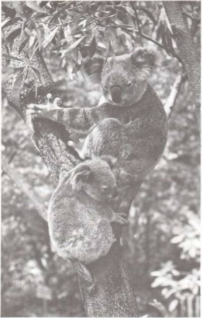 В стране драконов и сказочных птиц - _88.jpg