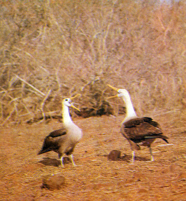 В стране драконов и сказочных птиц - _57.jpg
