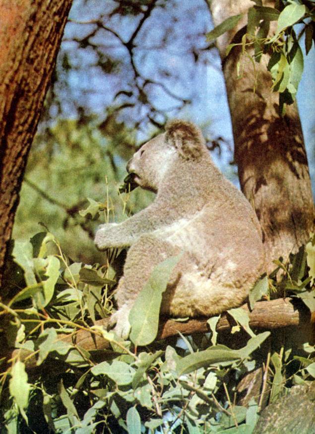 В стране драконов и сказочных птиц - _87.jpg