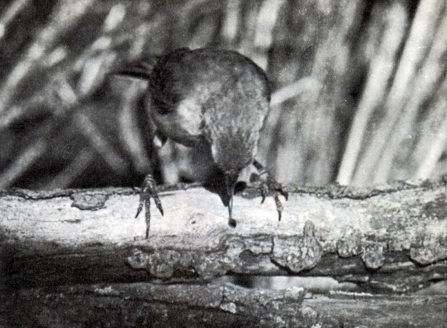 В стране драконов и сказочных птиц - _51.jpg