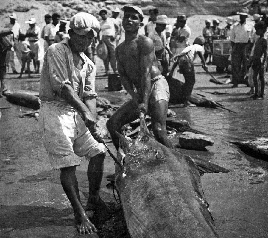 В стране драконов и сказочных птиц - _76.jpg