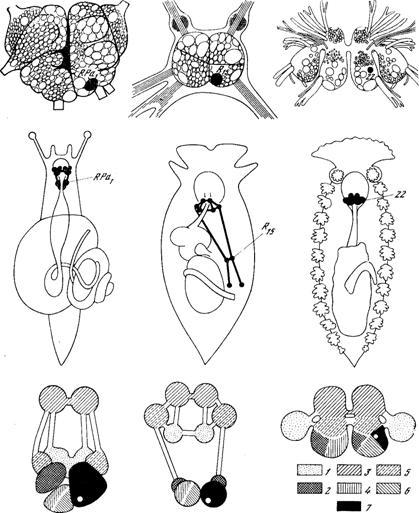 Генеалогия нейронов - _12.jpg
