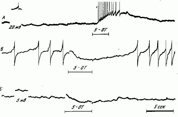 Генеалогия нейронов - _8.jpg