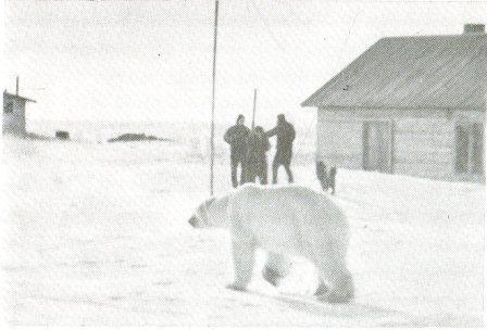 Белый медведь - _10.jpg