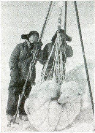 Белый медведь - _12.jpg