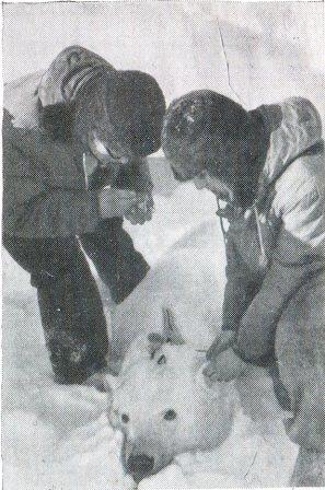 Белый медведь - _13.jpg