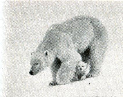 Белый медведь - _6.jpg