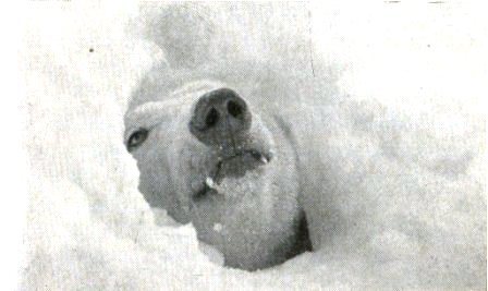 Белый медведь - _7.jpg