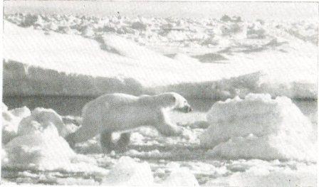 Белый медведь - _8.jpg