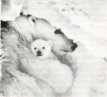 Белый медведь - _9.jpg