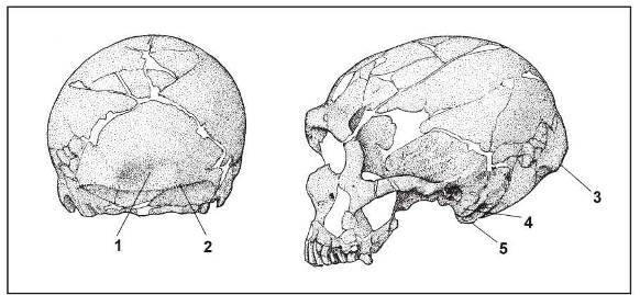 Неандертальцы: какими они были, и почему их не стало - doc2fb_image_02000009.jpg