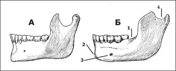 Неандертальцы: какими они были, и почему их не стало - doc2fb_image_0200000A.jpg