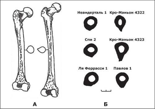 Неандертальцы: какими они были, и почему их не стало - doc2fb_image_0200000F.jpg