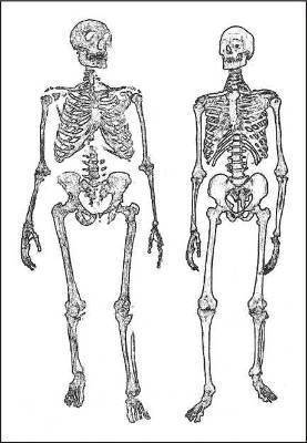 Неандертальцы: какими они были, и почему их не стало - doc2fb_image_02000011.jpg