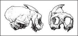 Неандертальцы: какими они были, и почему их не стало - doc2fb_image_02000016.jpg