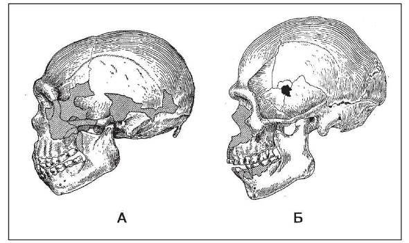 Неандертальцы: какими они были, и почему их не стало - doc2fb_image_02000022.jpg