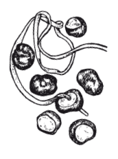 Опасная книга для мальчиков. Классно! Невозможно оторваться! - i_024.png