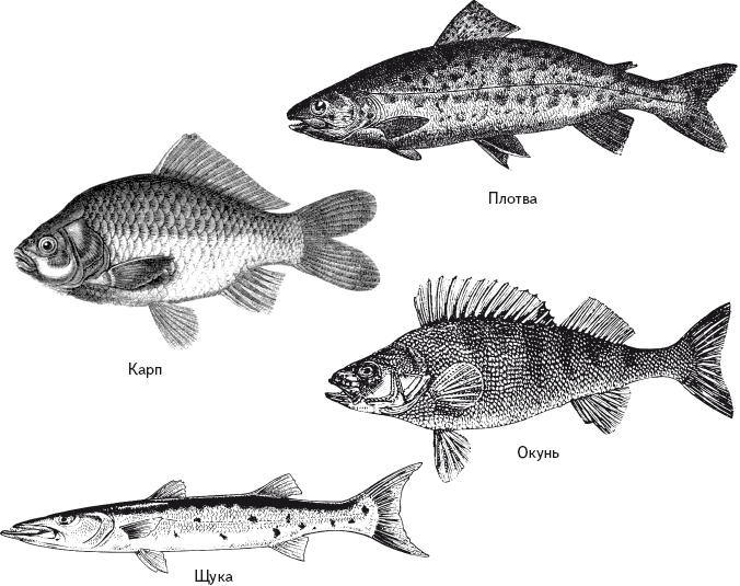 Опасная книга для мальчиков. Классно! Невозможно оторваться! - i_059.png
