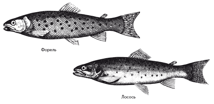 Опасная книга для мальчиков. Классно! Невозможно оторваться! - i_060.png