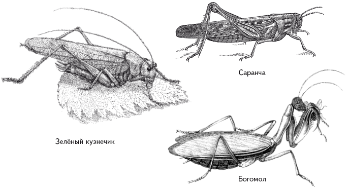 Опасная книга для мальчиков. Классно! Невозможно оторваться! - i_109.png