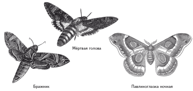 Опасная книга для мальчиков. Классно! Невозможно оторваться! - i_114.png