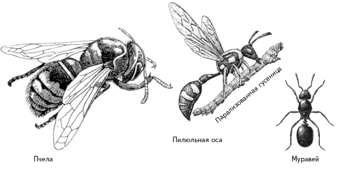 Опасная книга для мальчиков. Классно! Невозможно оторваться! - i_116.png