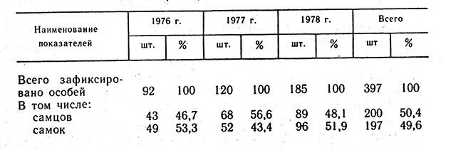 Тигр - _21.jpg