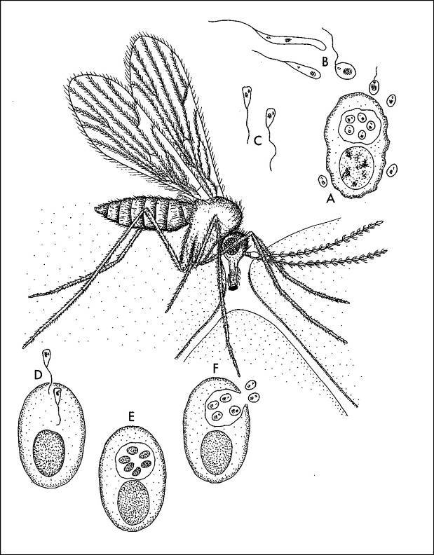 Кто кусал динозавров? - _26.jpg