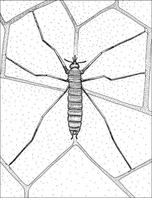Кто кусал динозавров? - _27.jpg