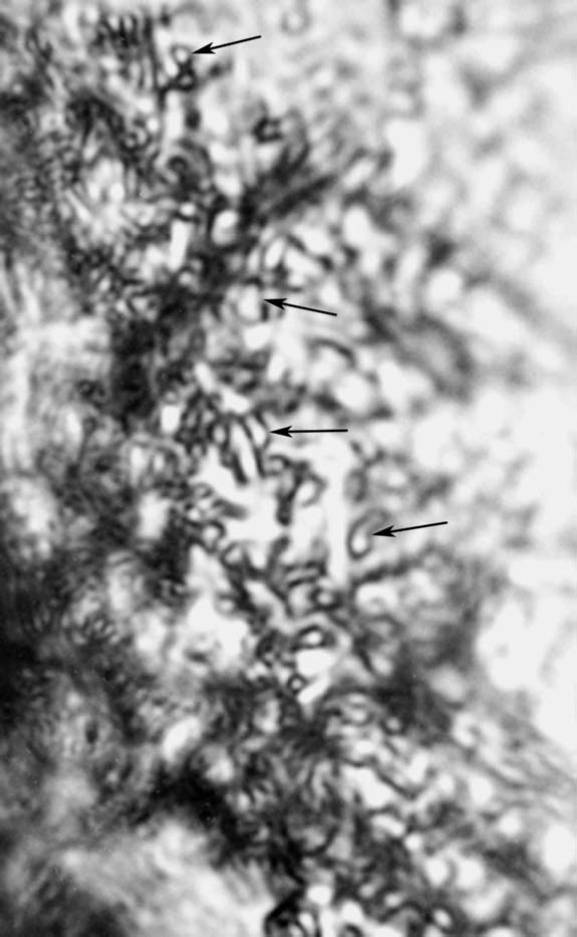 Кто кусал динозавров? - _37.jpg