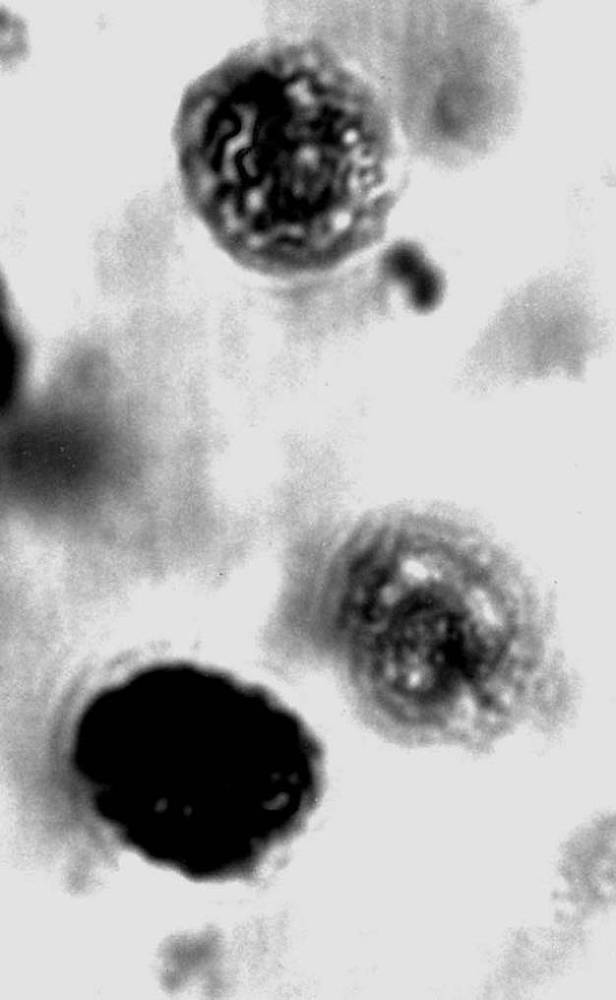 Кто кусал динозавров? - _40.jpg