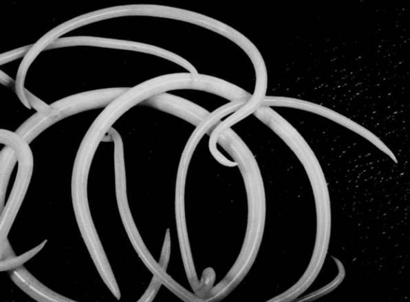 Кто кусал динозавров? - _34.jpg