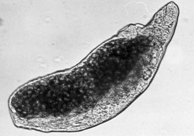 Кто кусал динозавров? - _35.jpg