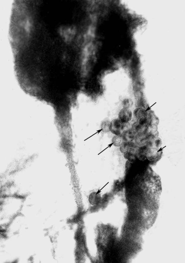 Кто кусал динозавров? - _36.jpg