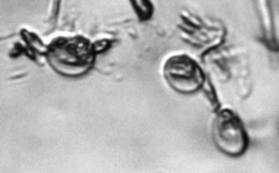 Кто кусал динозавров? - _38.jpg