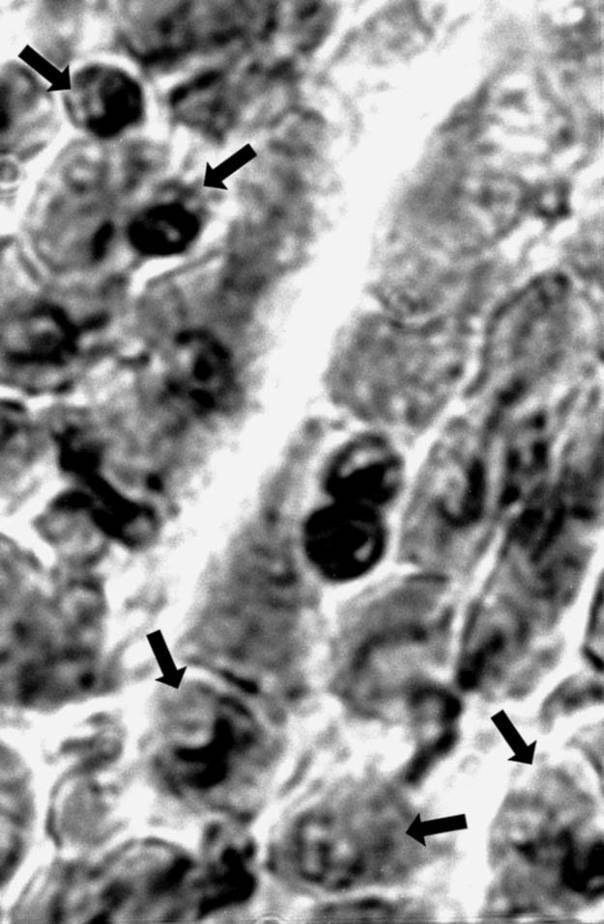 Кто кусал динозавров? - _39.jpg