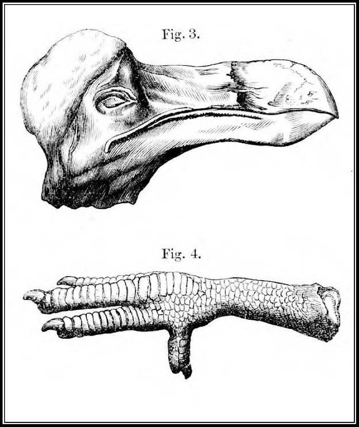 Возвращение ненормальной птицы. Печальная и странная история додо - doc2fb_image_0200001E.jpg