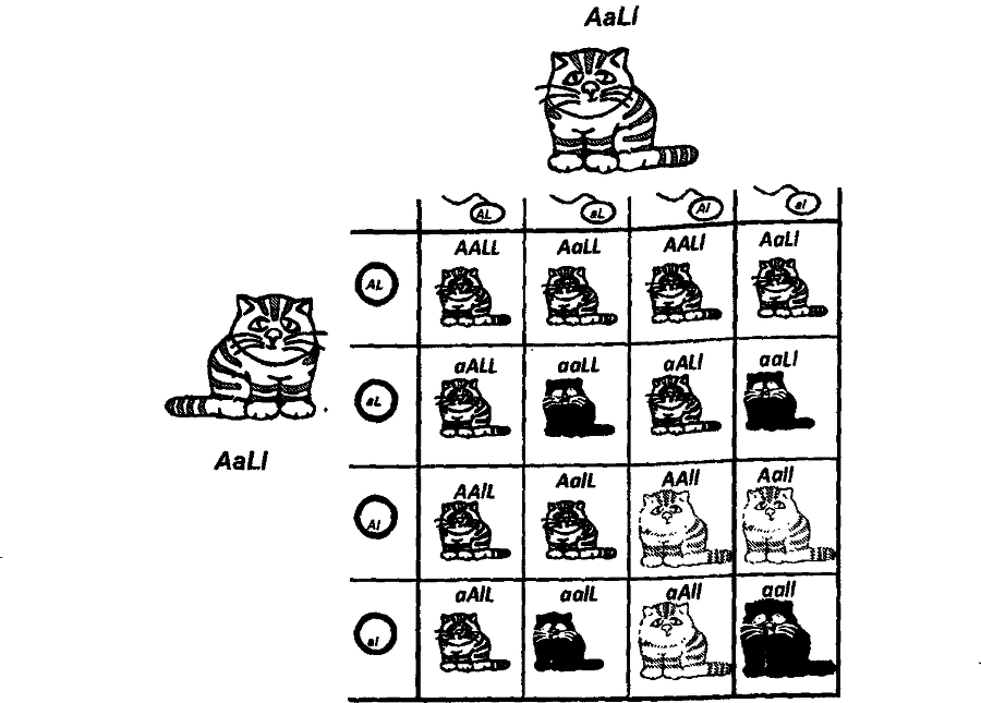 Кошки и гены - doc2fb_image_0300000D.png