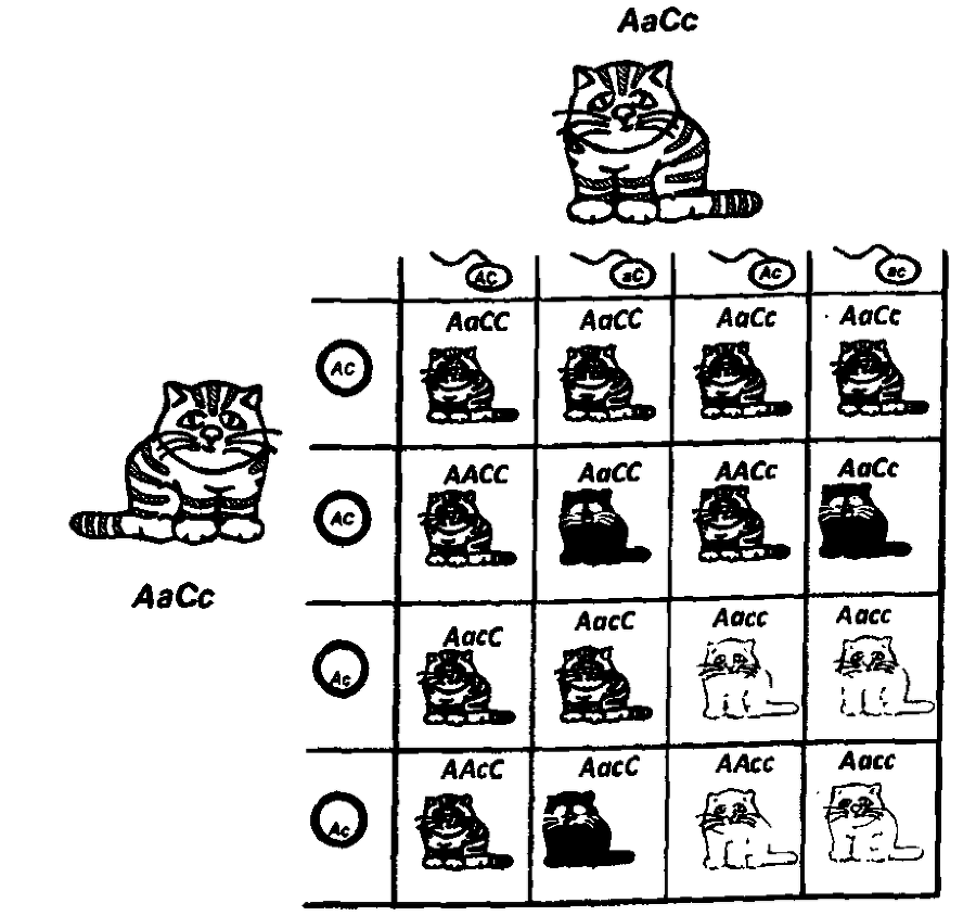Кошки и гены - doc2fb_image_03000012.png